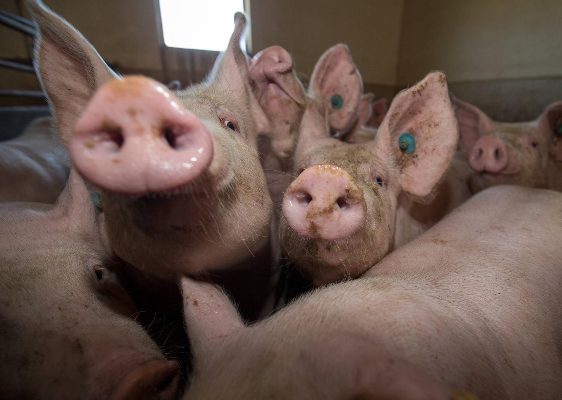 In einem Stall im Kreis Hildburghausen sind 500 Schweine gestorben. (Symbolbild)