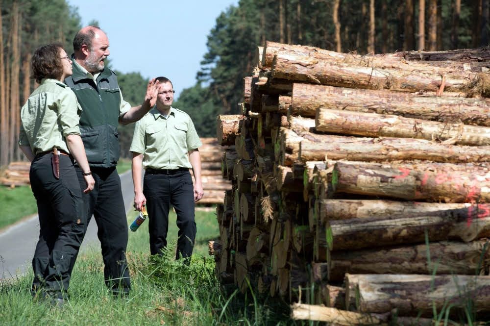 René Bruschke, Revierleiter Sören Krämer (r.) und Janna Kühlhorn begutachten das Holz eines der zahlreichen Poller in der Annaburger Heide.