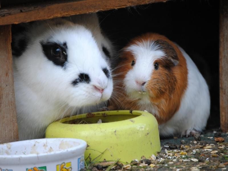 Mürrische Mitbewohner: Kaninchen und Meerschweinchen können zwar gemeinsam in einem Käfig leben, brauchen dann aber jeweils viel Platz. Foto: Jennifer Jahns