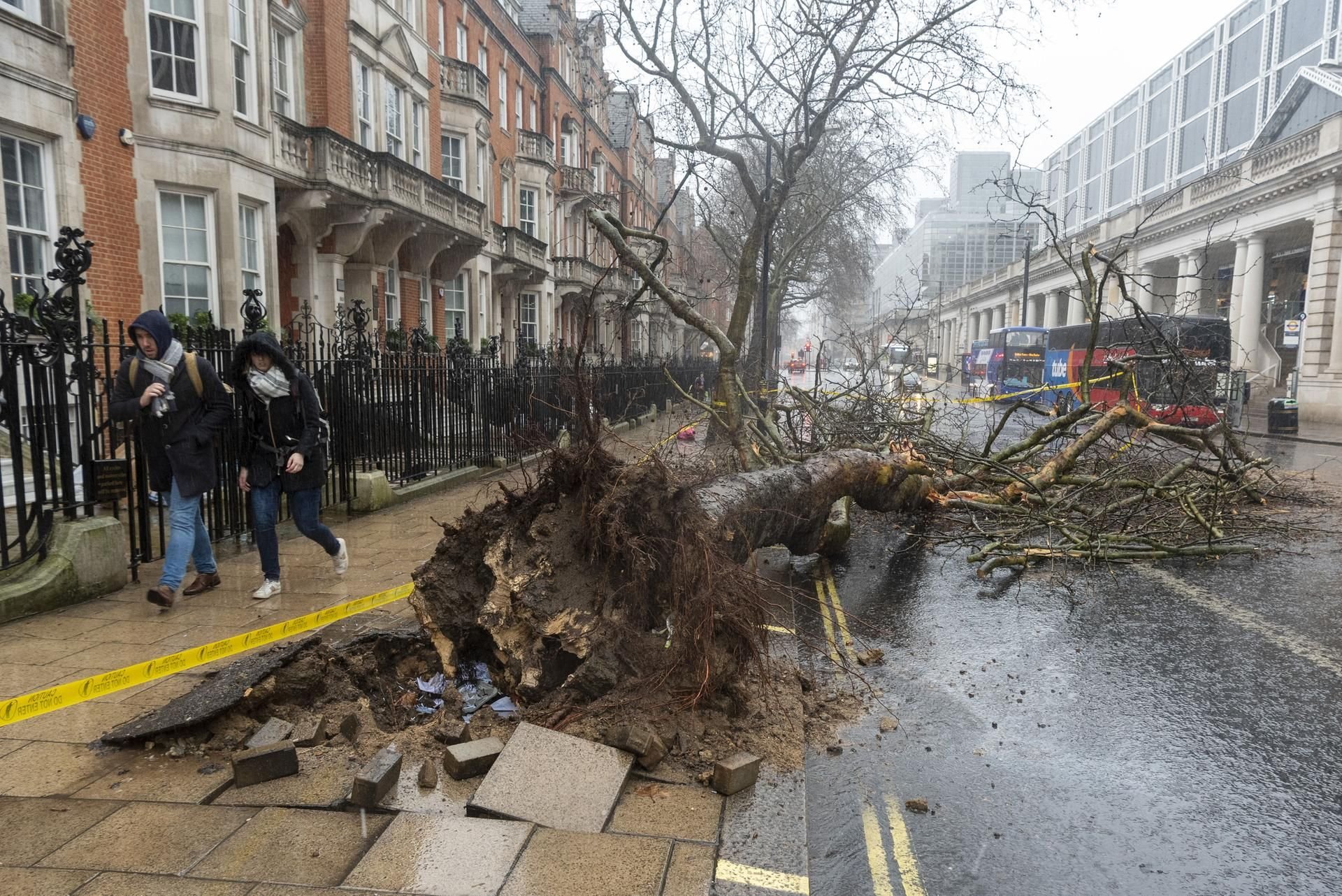 Ein entwurzelter Baum in London
