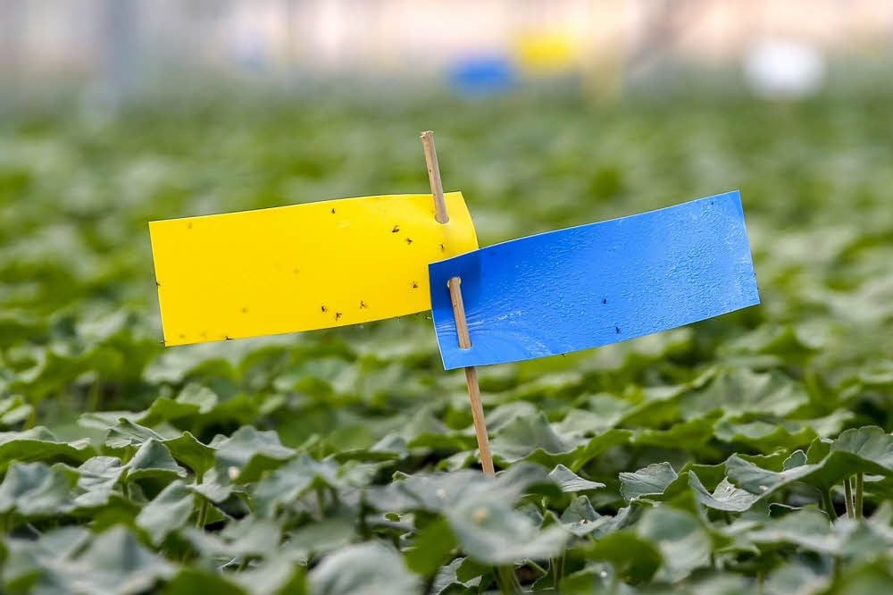 Schädlinge kleben auf den gelben und blauen Tafeln mit Leim fest. So kann der Gärtner ihre Art und Menge bestimmen.
