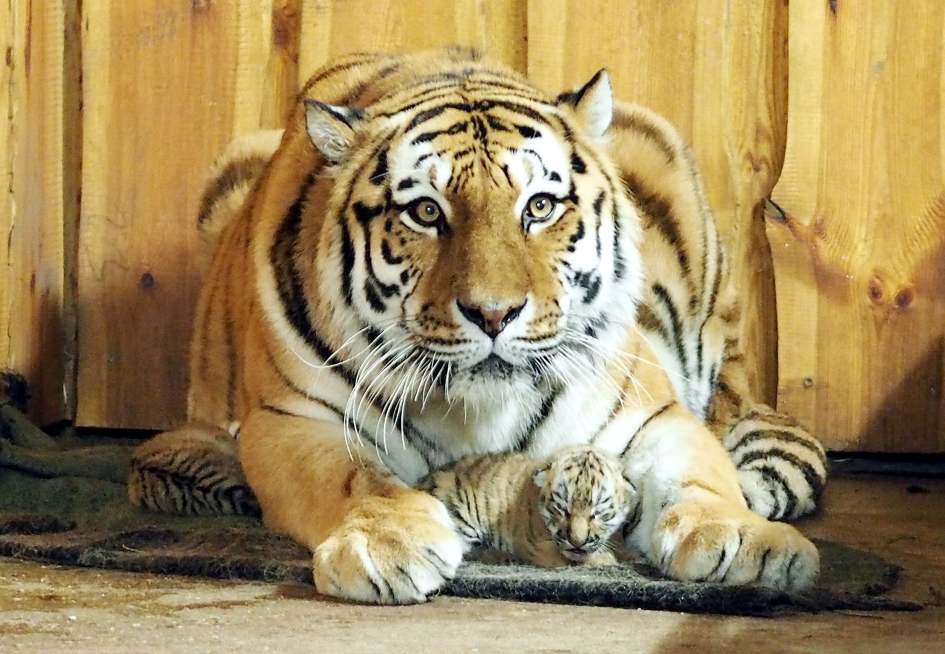 Amurtigerin Bella mit zwei Jungtieren