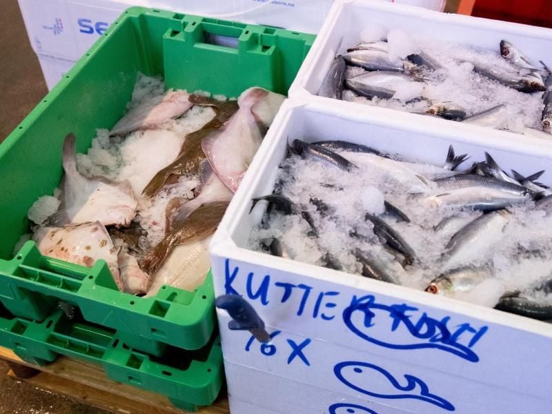 Frischer Hering (r) und Scholle sind bei einem Großhändler im Fischmarkt Hamburg Altona im Angebot. Foto: Christian Charisius