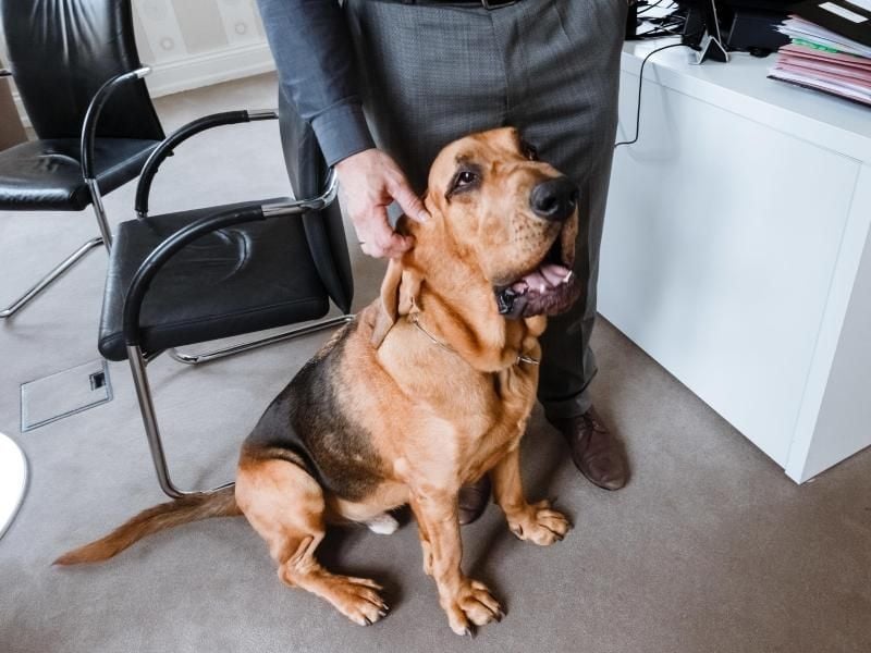 Hunde gehören manchmal dazu. Bevor Arbeitnehmer ihren Vierbeiner mitbringen, müssen sie ihren Chef fragen. Foto: Markus Scholz/dpa-tmn
