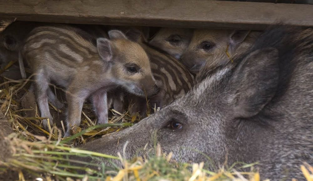 Wildschweinmutter Berta hat am Sonntag überraschend Nachwuchs bekommen.
