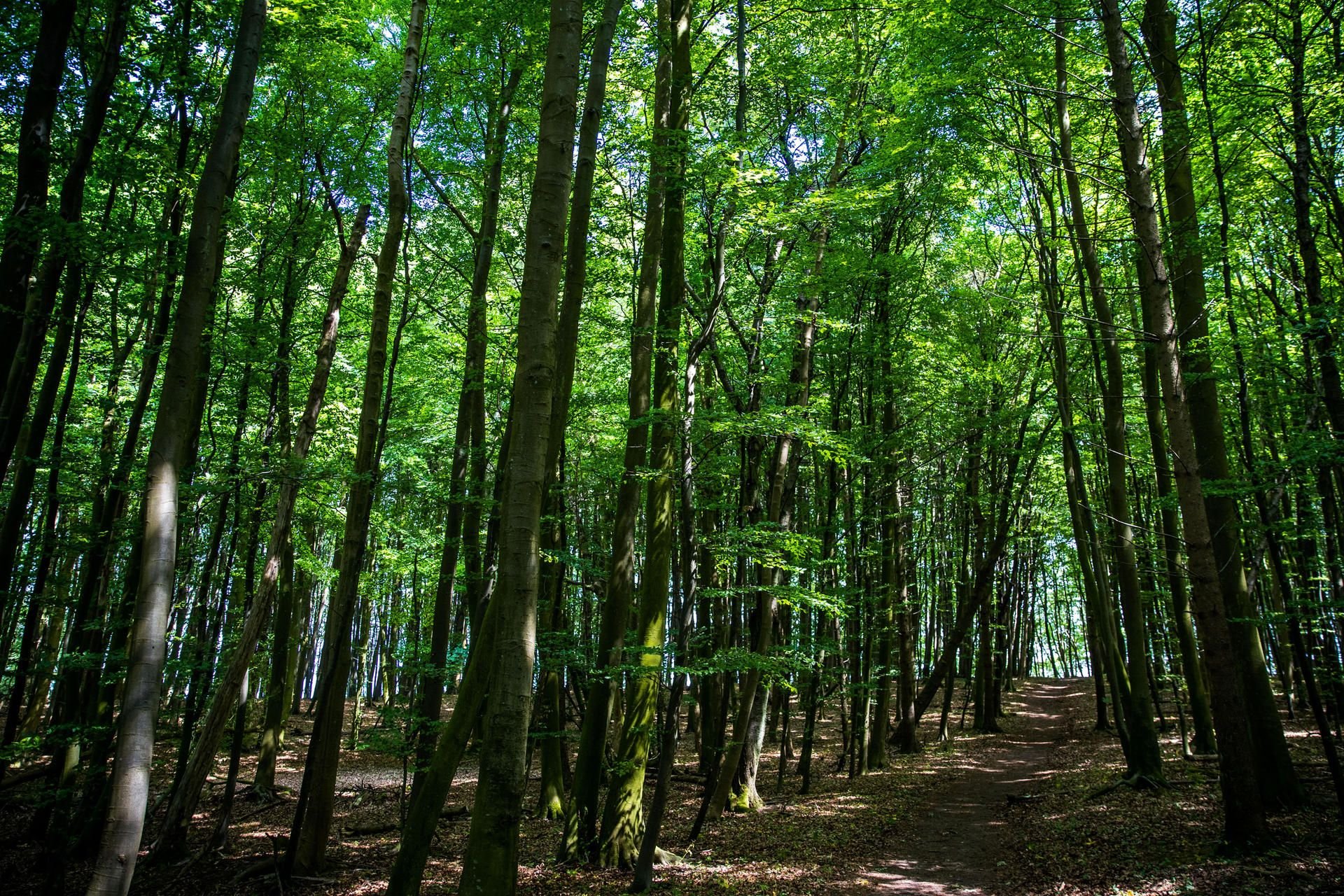 Drei Tage lang musste sich der kleine Junge durch den Wald kämpfen (Symbolbild).