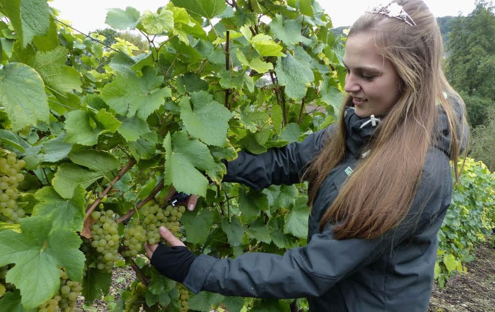 Gesunde Trauben sind gewachsen. Davon kann sich auch Gleinas Weinprinzessin Luisa Winzer überzeugen, die - natürlich mit Krone - zu den fleißigen Lesern am Sonnabend gehörte und zur Verstärkung auch ihren Freund Florian Kümpel mitgebracht hatte.