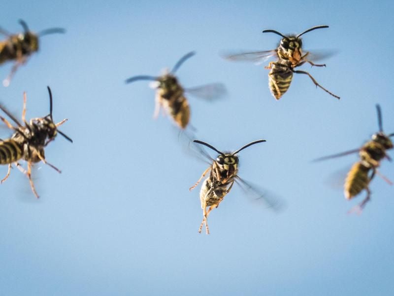 Werden die Wespen mit dem feinen Wassernebel besprüht, fliegen sie instinktiv zurück in ihr Nest. Foto:Frank Rumpenhorst/dpa