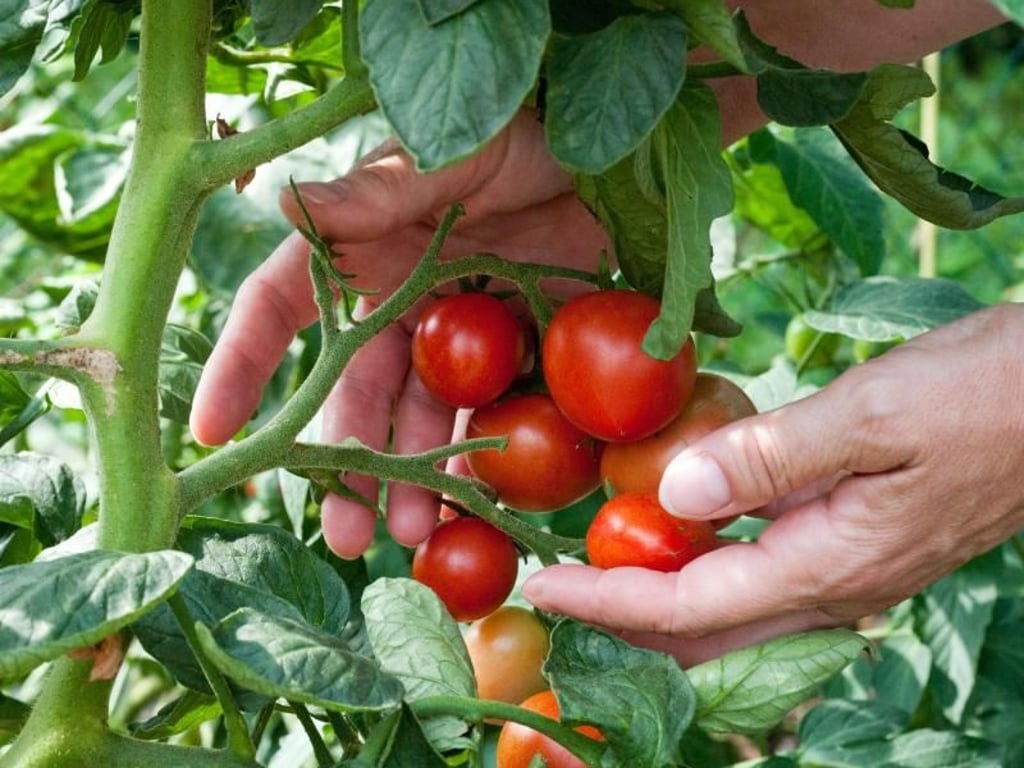 Die optimale Saatzeit von Tomaten ist von Mitte März bis Mitte April zu empfehlen. Foto: Andrea Warnecke/dpa-tmn