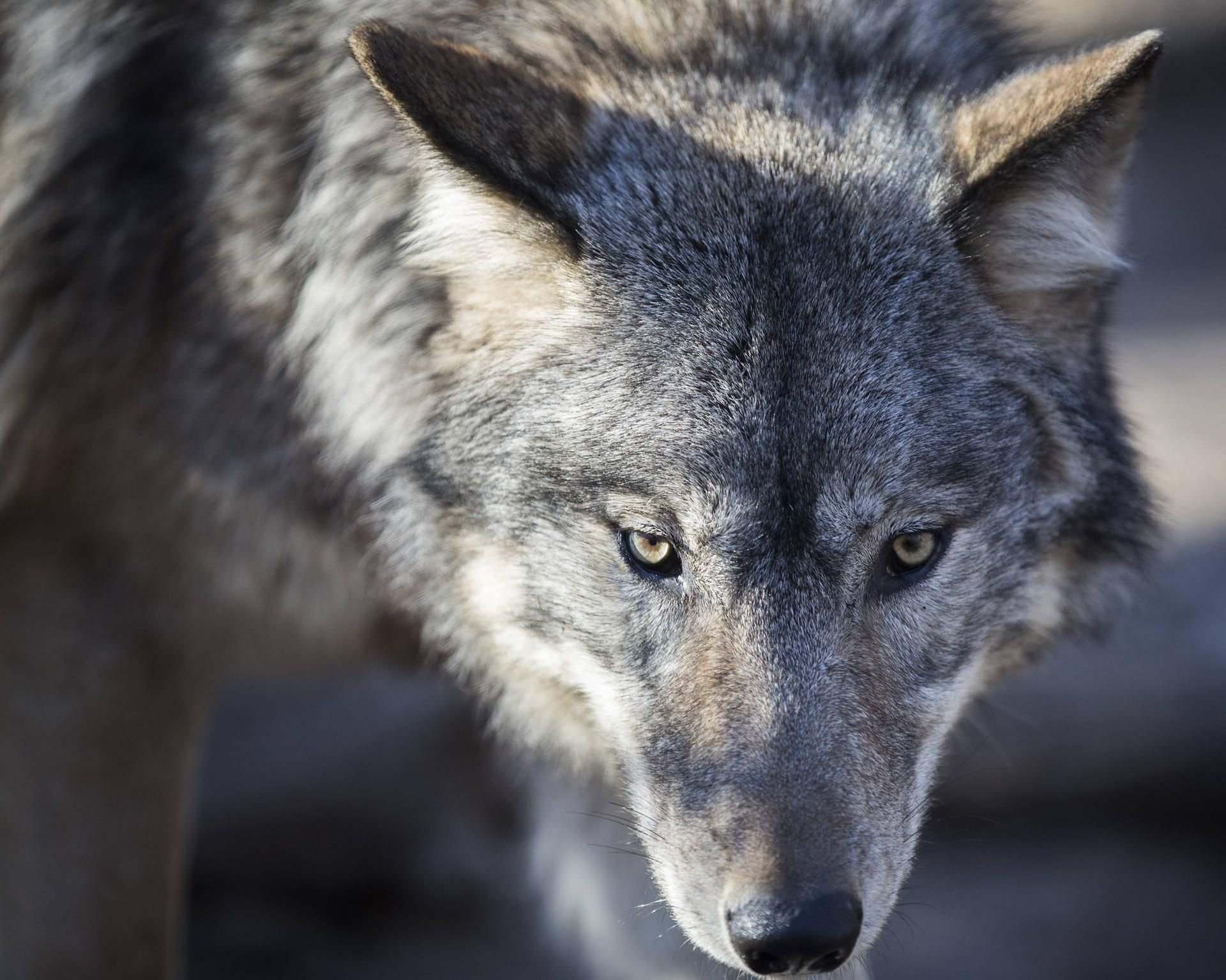 Der Wolf ist bereits seit einiger Zeit wieder in Sachsen-Anhalt heimisch.