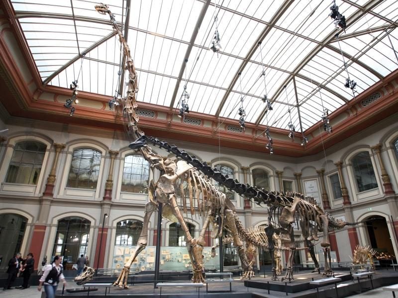 Das Skelett des Brachiosaurus brancai im Museum für Naturkunde in Berlin. Foto: Stephanie Pilick