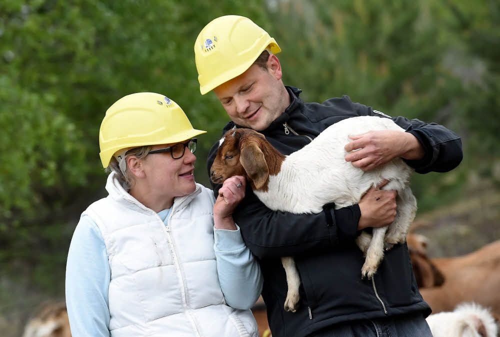 Diese süße südafrikanische Burenziege wurde im Tagebau geboren. Sina und Jens klinkert pflegen mit ihren Tieren rekultivierte Flächen.