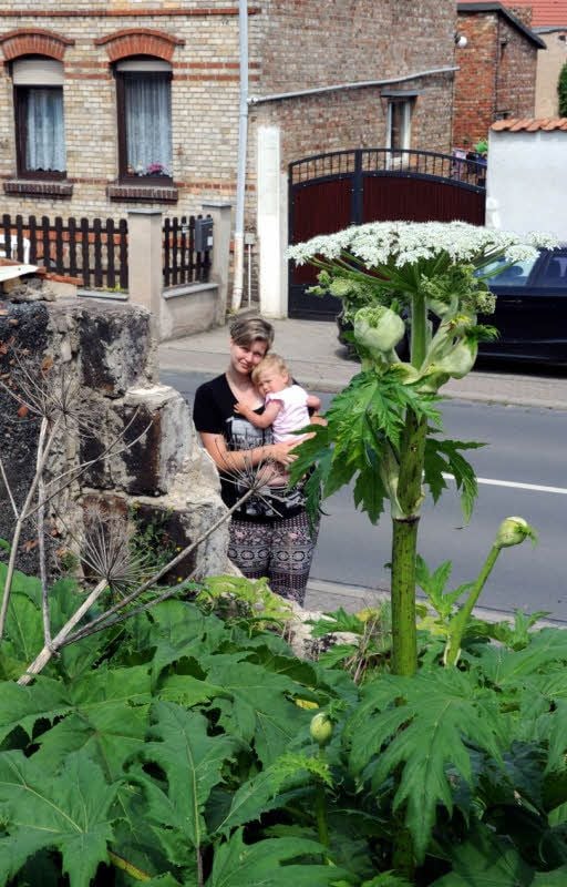 Bärenklau mitten in Wimmelburg. Jacqueline Gebhardt, die mit ihrer anderthalbjährigen Tochter Pia gleich nebenan wohnt, ist nicht erfreut.