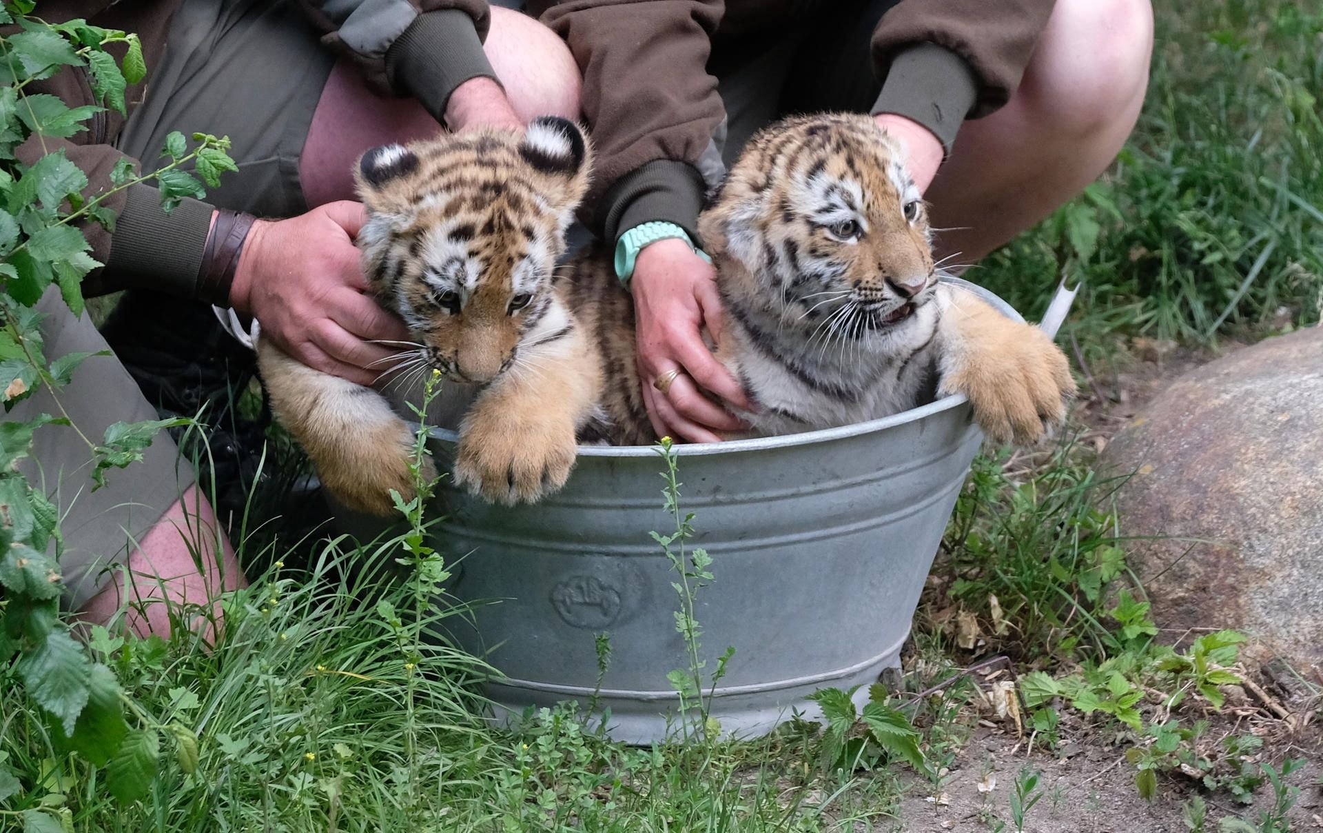 Die Tigerbabys aus dem Leipziger Zoo wurden in einer Zink-Wanne getauft.