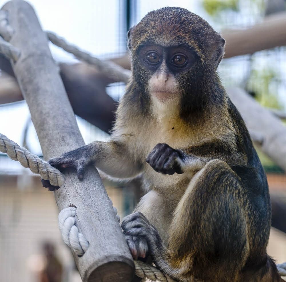 Diese schöne Brazzameerkatze gehört zu den Bewohnern des Wittenberger Tierparks. Der ist der kleinste seiner Art in Sachsen-Anhalt und beherbergt doch fast 200 Tiere von 36 verschiedenen Arten.