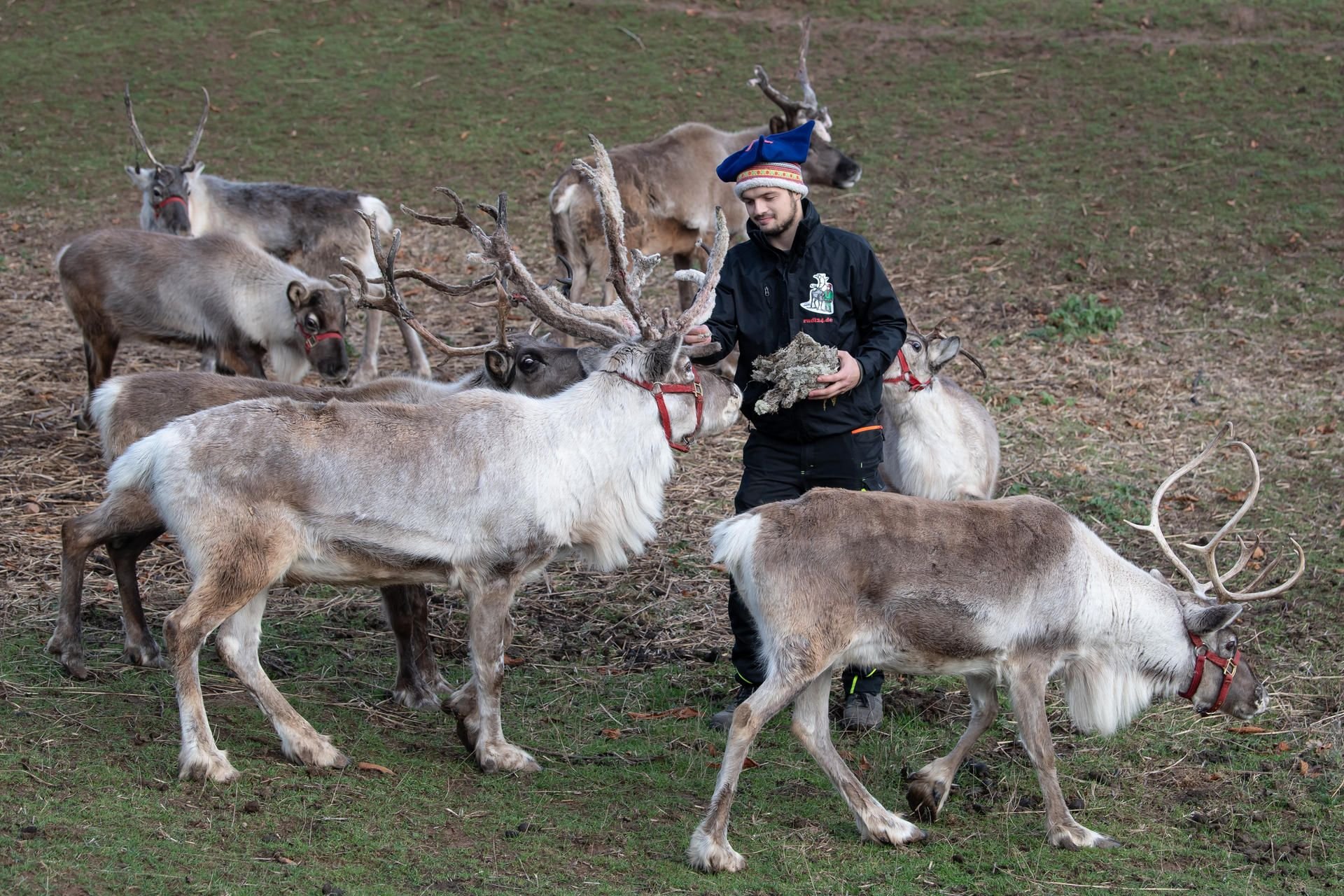 Rentierverleih im Harz: Die Tiere können für weihnachtliche Veranstaltungen, sowie Film- und Fotoaufnahmen geliehen werden.