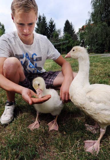 Doch hat der 19-Jährige nur wenig Zeit für die Gans. Darum hat er ihr jetzt einen Spielkameraden besorgt.