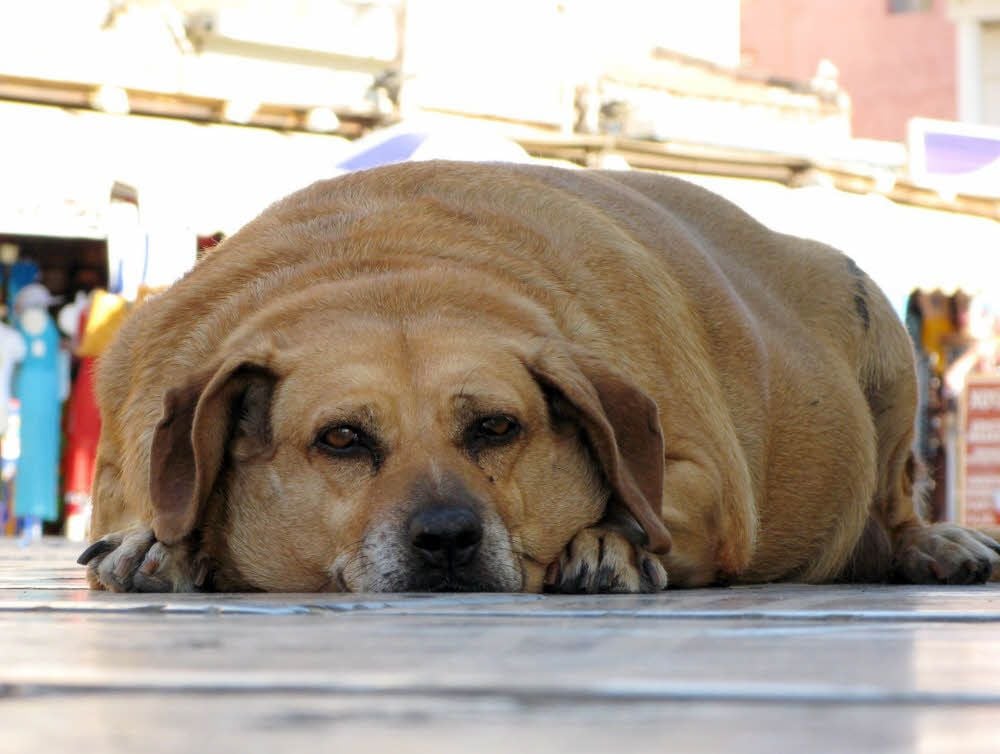 Übergewicht bei Hunden sieht nicht nur unschön aus, sondern ist für die Tiere auch ungesund.