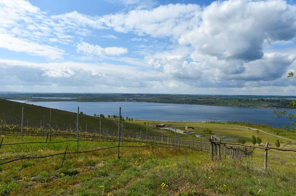 Der idyllische Blick vom Weinberg auf der Klobikauer Halde auf den Geiseltalsee.