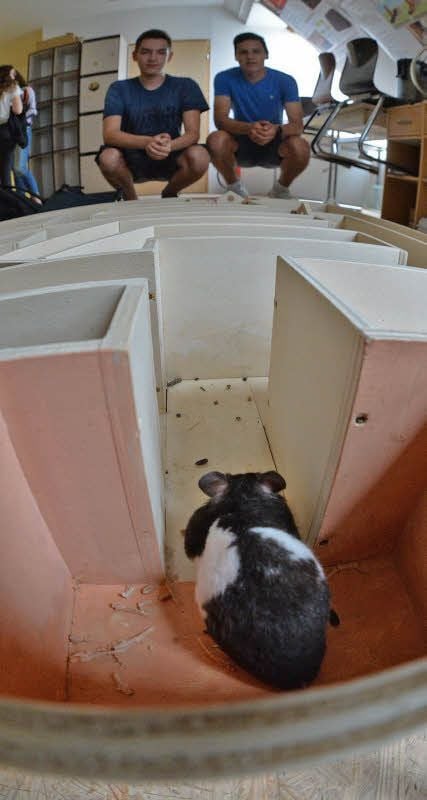 Ob der Hamster weiß, wo’s lang geht?