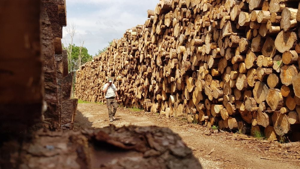 Holz in rauen Mengen: Auf dem Gelände bei Ditfurt sind die Lagerkapazitäten beinahe erschöpft.