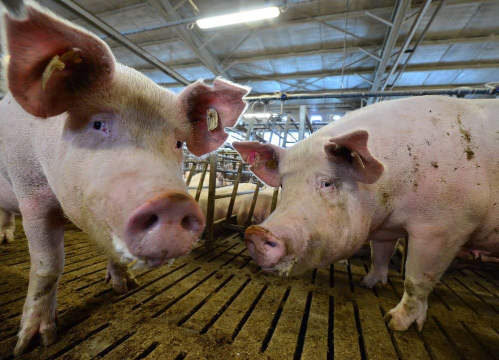 Kommt die Schweineseuche, die für den Menschen ungefährlich ist, auch in den Burgenlandkreis?