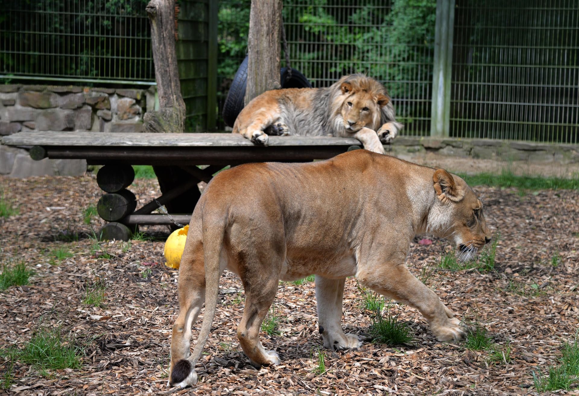 Löwe Malor liegt in seinem Gehege im Eifel-Zoo in Lünebach (Rheinland-Pfalz), während seine Mutter Lira vorbei läuft.