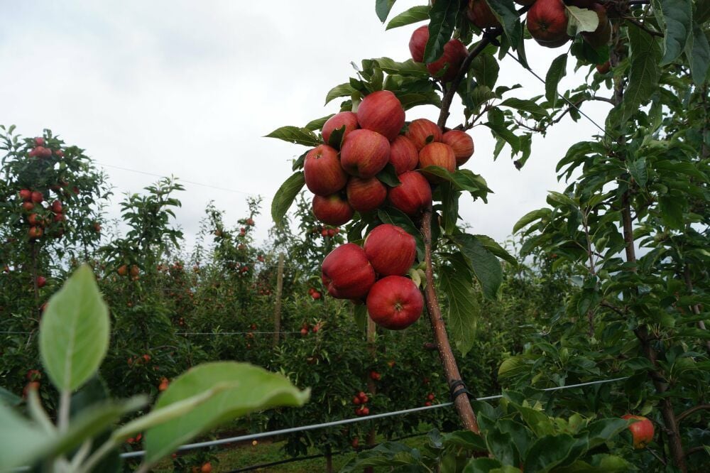 Reife, rote Äpfel
