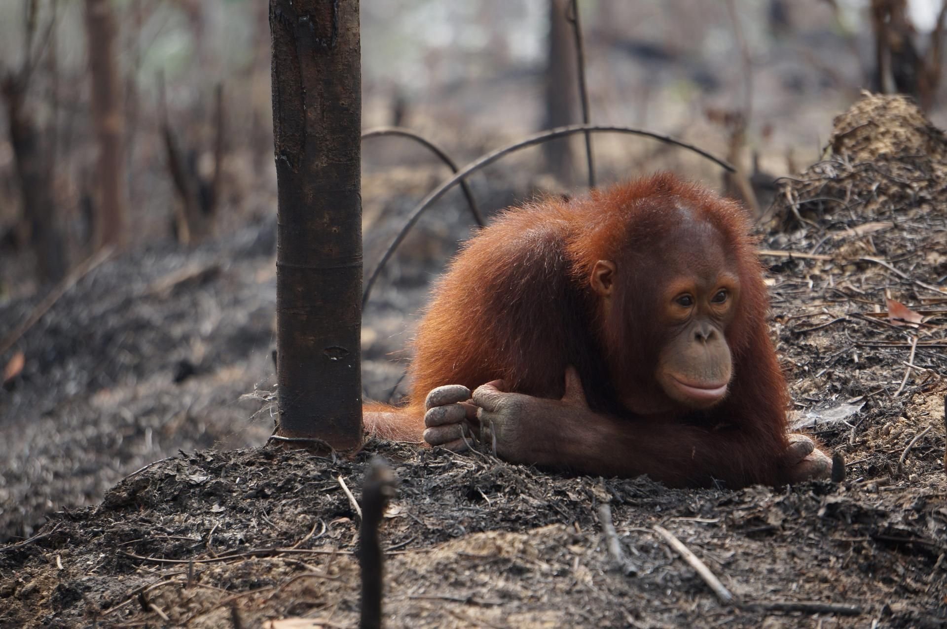 Orang-Utan auf Borneo, Symbolbild