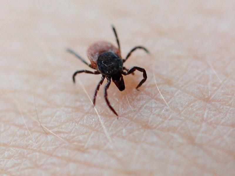 Mit langen Hosen und dichten Shirts kann man sich vor Zecken schützen. Foto: Daniel Reinhardt