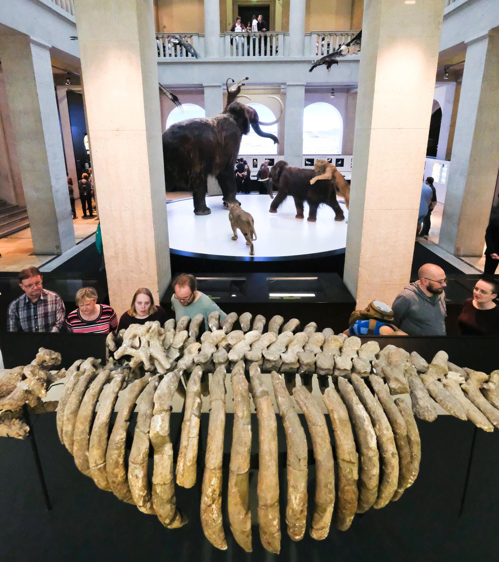 Besucher der Ausstellung Eiszeitbegegnungen - Tundratitanen im Landesmuseum für Vorgeschichte.