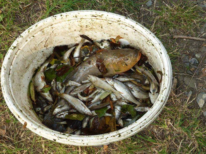 Viele kleine, aber auch große Fische wurden aus dem Teich geholt.