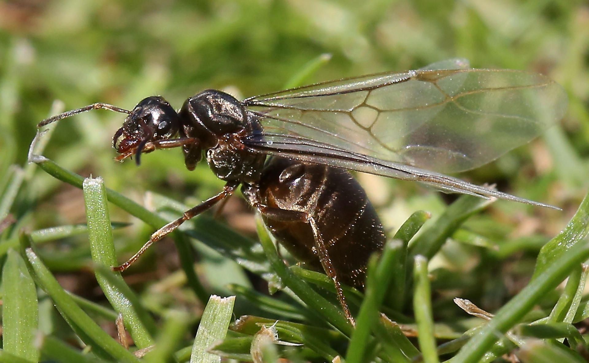 Die Briten haben einen Namen für die Plage fliegender Ameisen: Flying Ant Day.