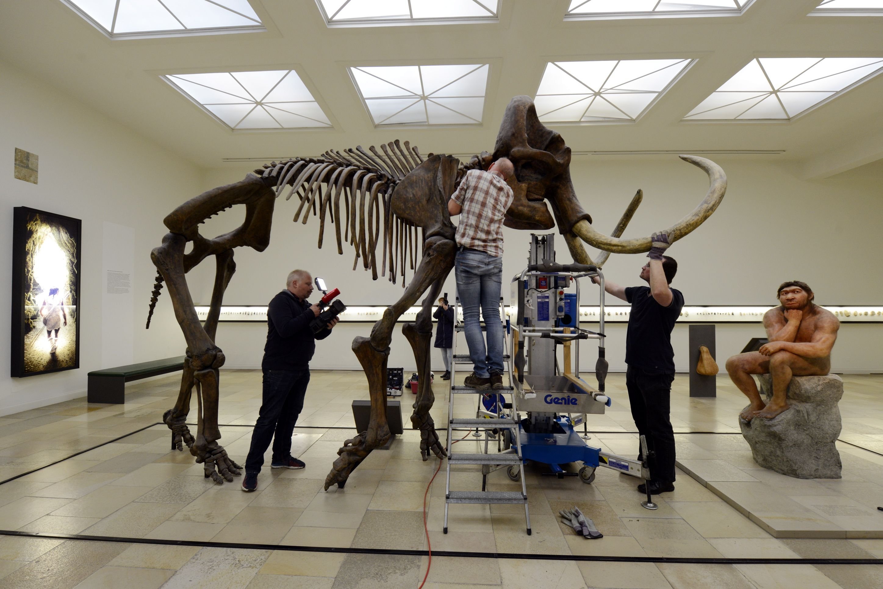 Das Mammut-Skelett wird abgebaut.