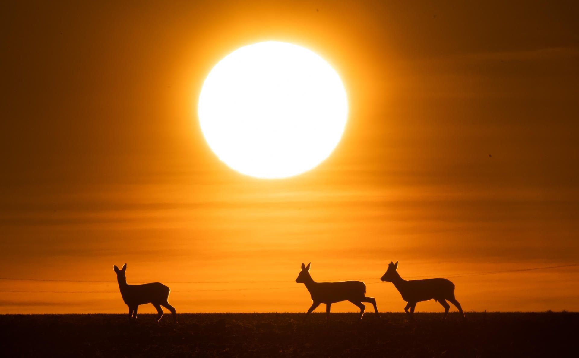 Rehe laufen bei Sonnenaufgang über ein Feld an der Grenze der Region Hannover und dem Landkreis Hildesheim.