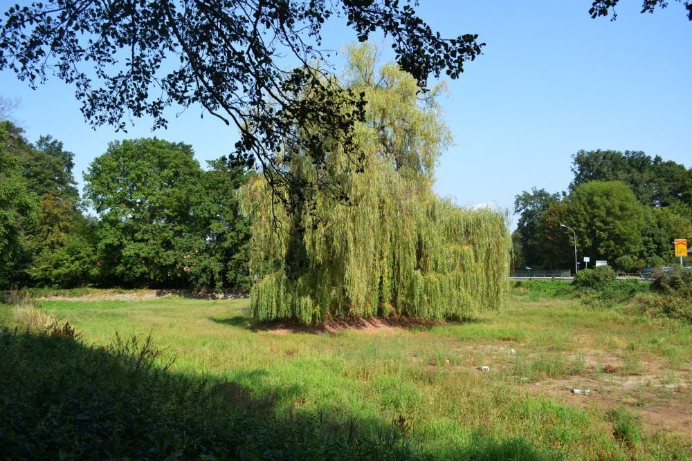 Wo sonst im August Fische geschwommen sind, war im vergangenen Jahr Gras.