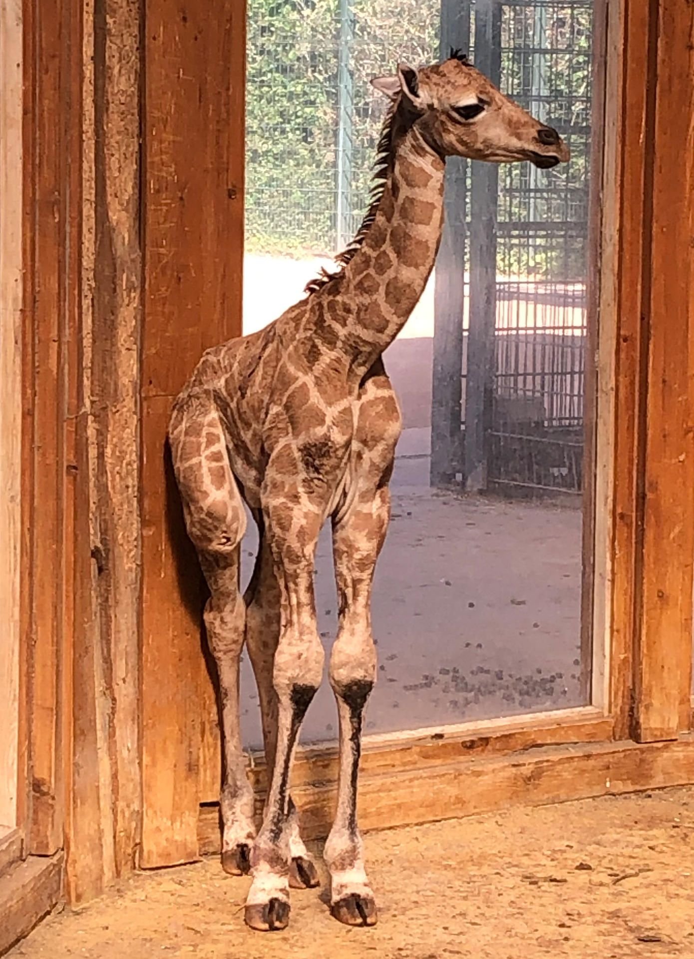 Ein Giraffen-Jungtier, das keiner erwartet hat: Giraffe Shani hatte den Nachwuchs am Samstag zur Welt gebracht.