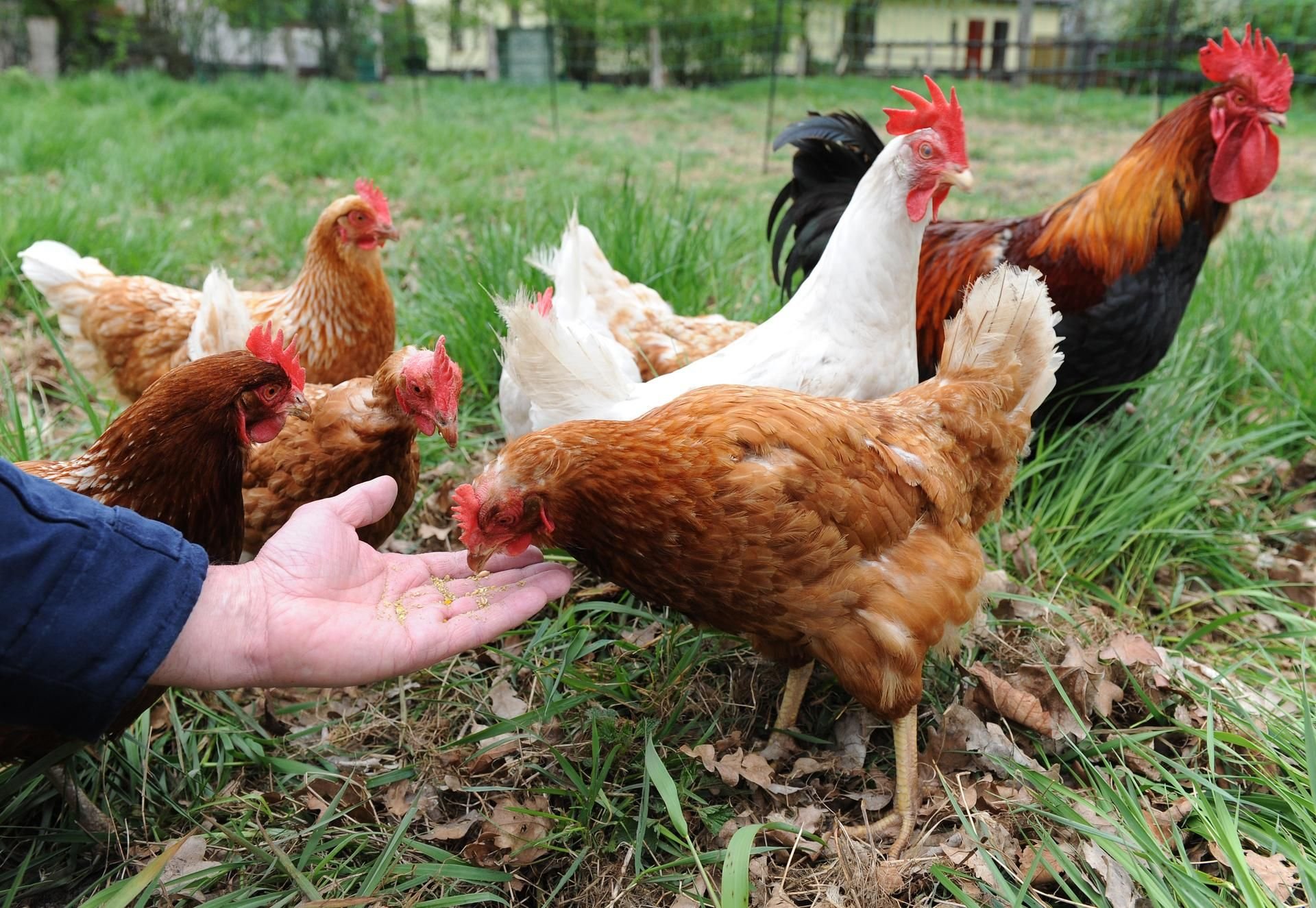 Der Hühnerbesitzer Ralf-Wigand Usbeck füttert seine Hühner. Unter dem Slogan „Miete ein Huhn" bietet Usbeck seine Hühner zur Vermietung an.