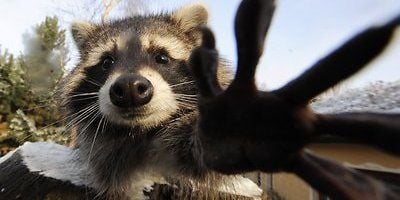 Wildtiere wie Waschbären dürfen nicht als Haustiere gehalten werden - und seien sie noch so süß.