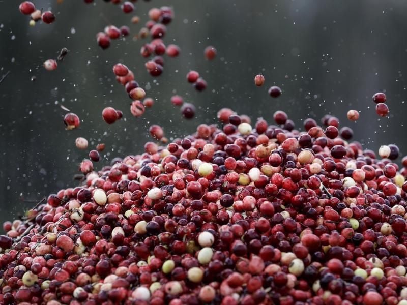 Cranberrysträucher können auch dem Hobbygärtner eine reiche Ernte bescheren. Experten raten zu frühreifenden Sorten wie „Bergmann” oder „Franklin”. Foto: Sergei Grits/AP/dpa