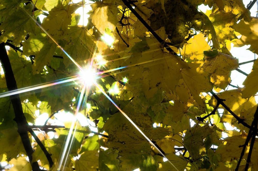 Die bunt gefärbten Blätter der Bäume hüllen derzeit auch den Saalekreis in ein goldenes Gewand, das durch die Sonnenstrahlen zum Glänzen gebracht wird.
