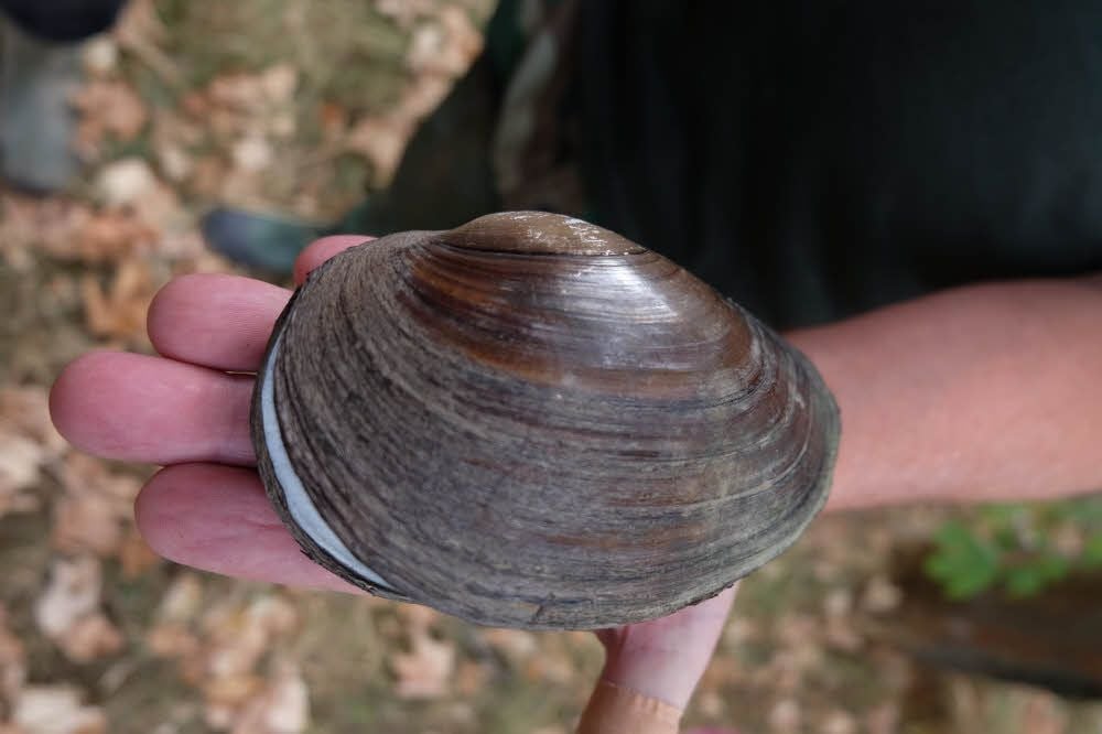 In der Größe einzigartig, in der Menge kaum noch verwunderlich, vor allem aber unter Naturschutz stehend: Die Saale und ihre Nebenarme sind wieder gut bestückt mit Süßwassermuscheln.