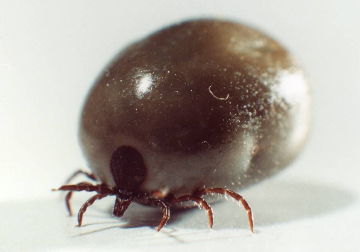 Ixodes ricinus (Gemeiner Holzbock). Eine vollgesaugte Zecke