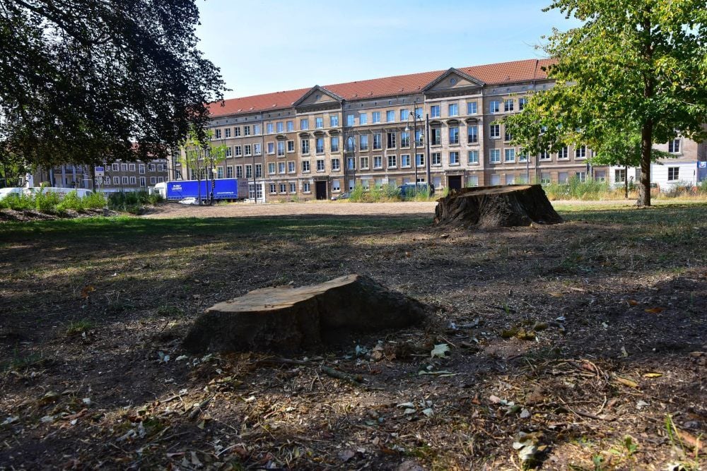 Baumstümpfe im Stadtpark