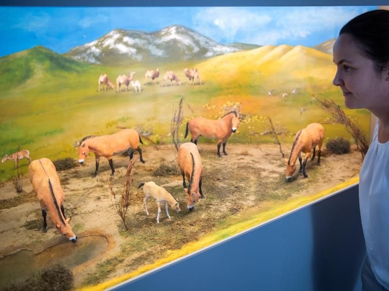 Im Pferdemuseum in Verden lässt sich ein Modell mit Przewalski-Pferden betrachten. Foto: Sina Schuldt/dpa
