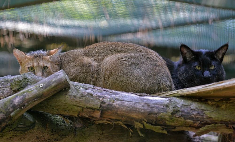 Ein bisschen sehen die Rohrkatzen - vor allem der schwarze Kater - wie Hauskatzen aus. Sind sie aber nicht, dafür extrem selten.