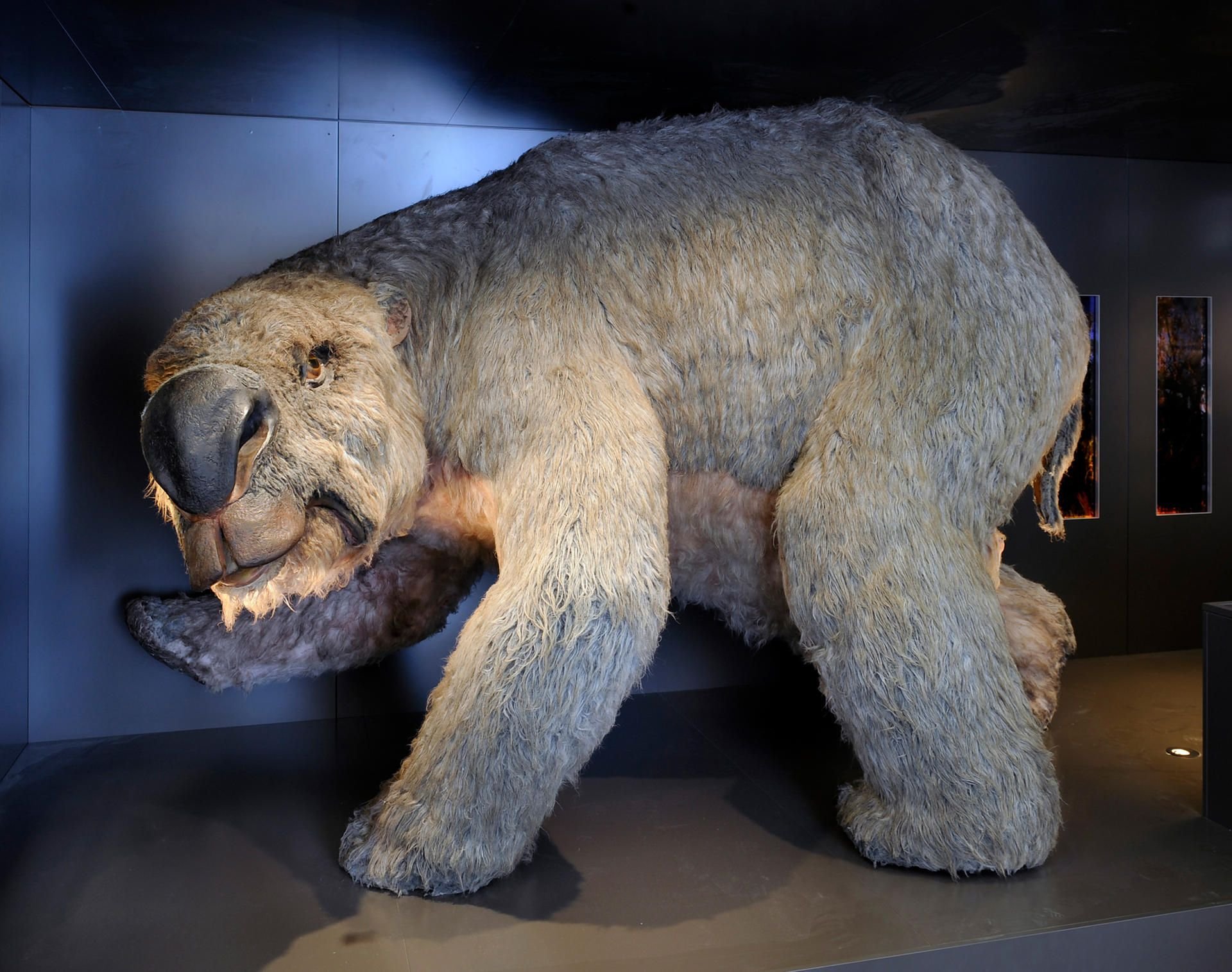Ein Diprotodon, ein ausgestorbener Riesenwombat, steht im Australian Museum in Sydney.
