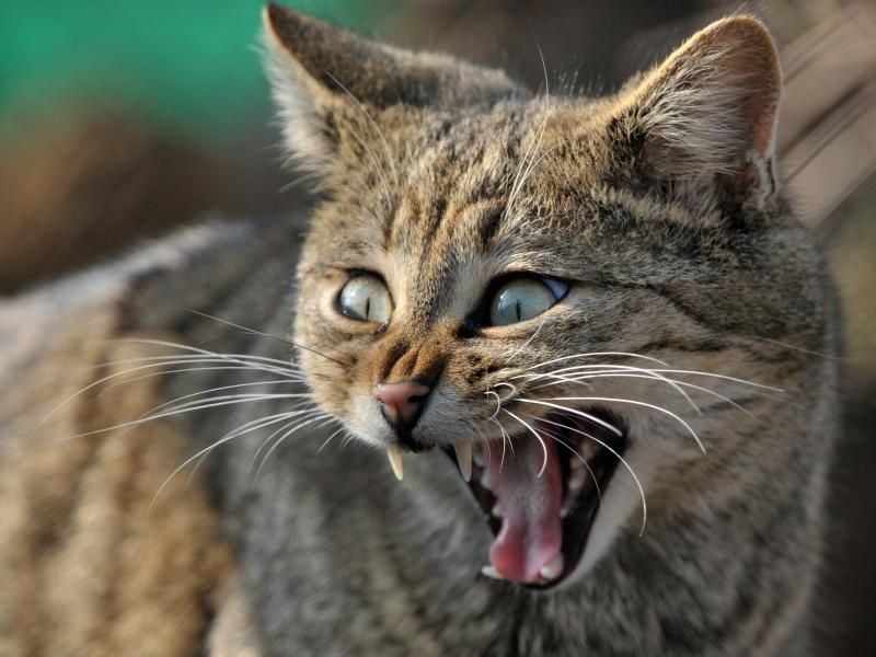 Gefährlich sind Wildkatzen für den Menschen zwar nicht, allerdings lassen sie sich nicht wie Hauskatzen zähmen. Foto: Martin Schutt/dpa-Zentralbild/dpa-tmn