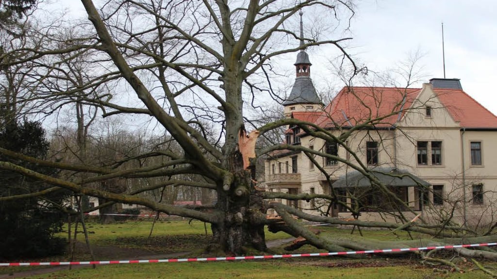 Sturmschäden im Cösitzer Park Sturmschäden im Cösitzer Park
