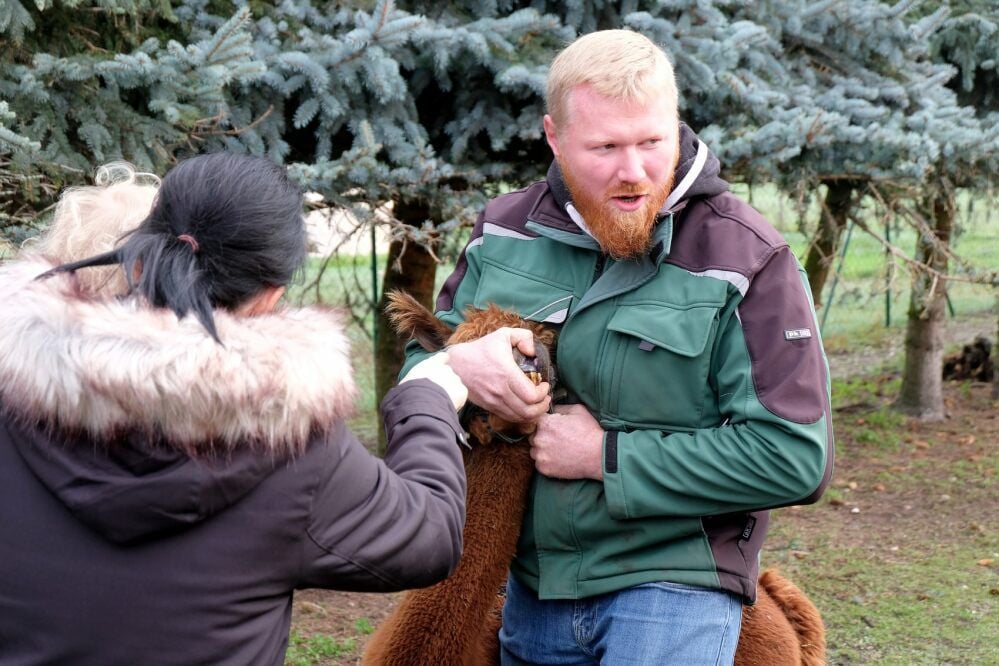 Tierpfleger Peter Müller erklärt den kleinen und großen Besuchern, dass ein Alpaka nur vier vordere Schneidezähne am Unterkiefer hat.
